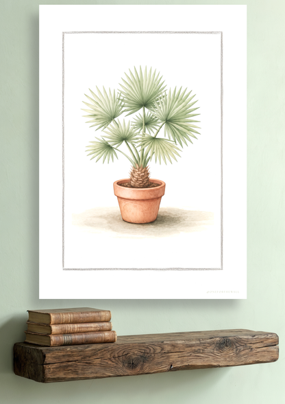 Fan Palm - Art Print