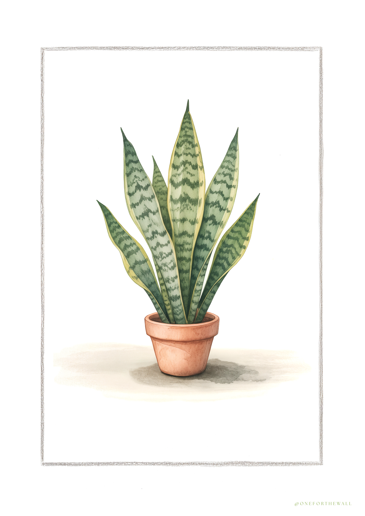 Sansevieria - Art Print